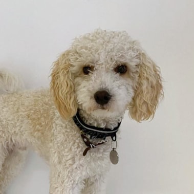 ginowachhund2